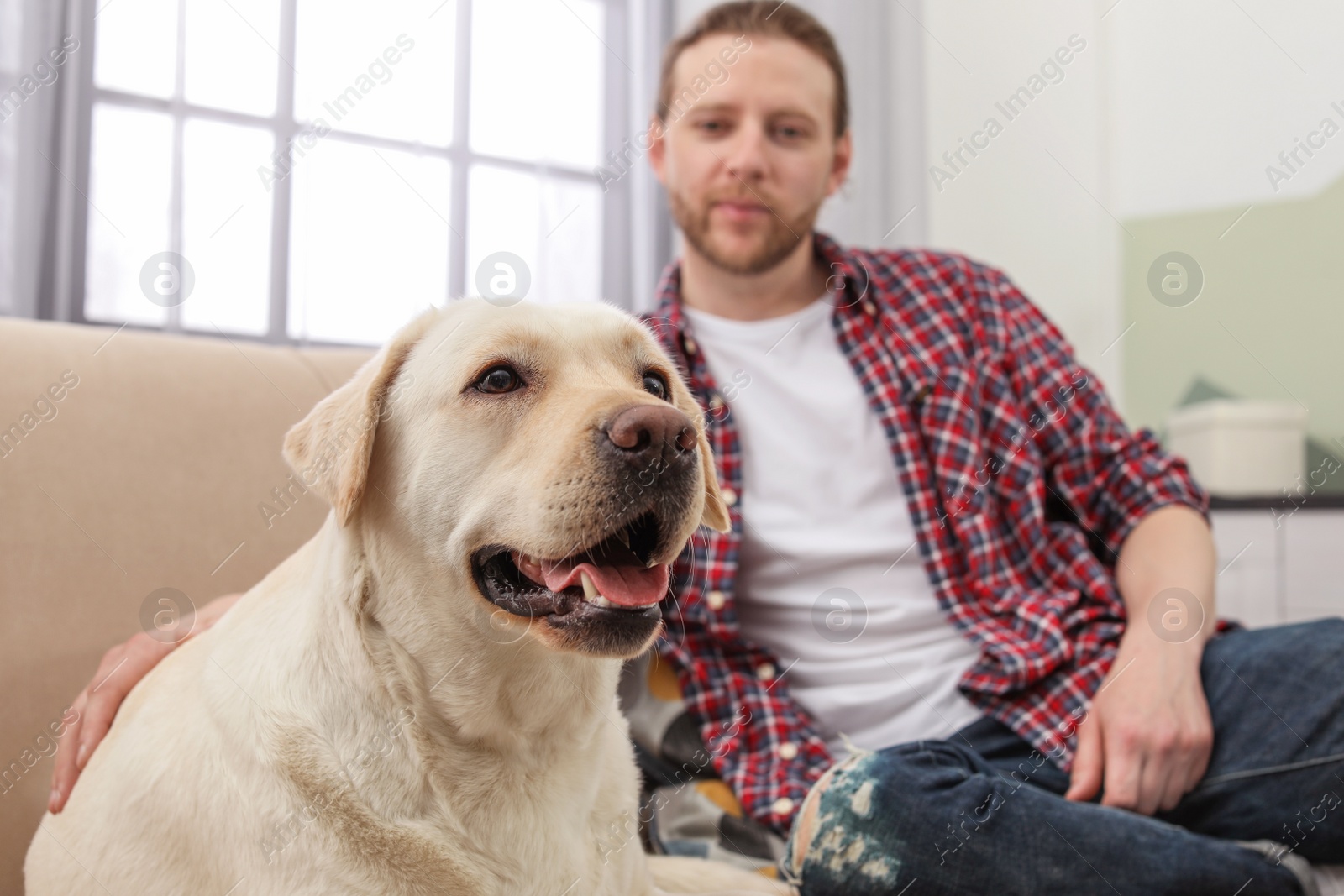 Photo of Adorable yellow labrador retriever with owner on couch indoors