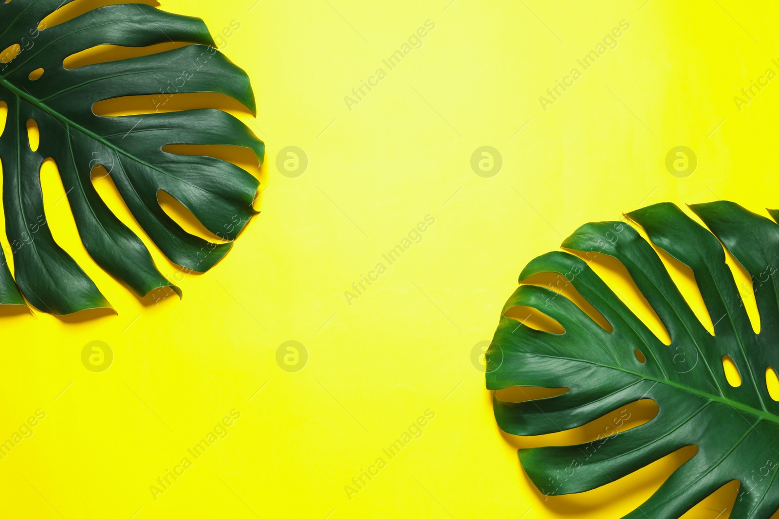 Photo of Green fresh monstera leaves on color background, flat lay with space for text. Tropical plant