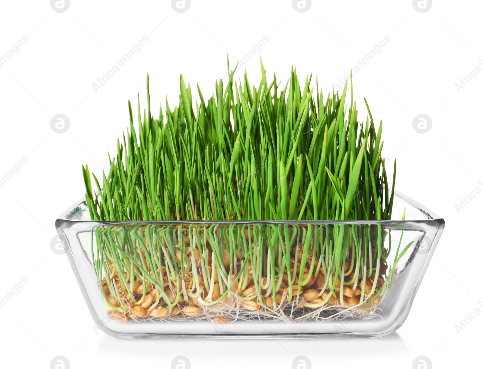 Photo of Bowl with fresh wheat grass isolated on white