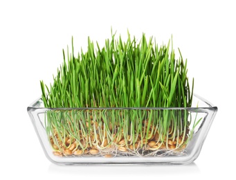 Photo of Bowl with fresh wheat grass isolated on white