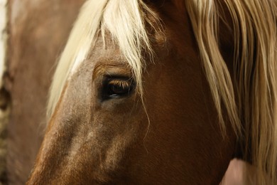 Photo of Adorable horse on blurred background, closeup. Lovely domesticated pet