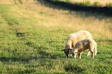 Photo of Beautiful sheep and lamb grazing on green pasture, space for text. Farm animal