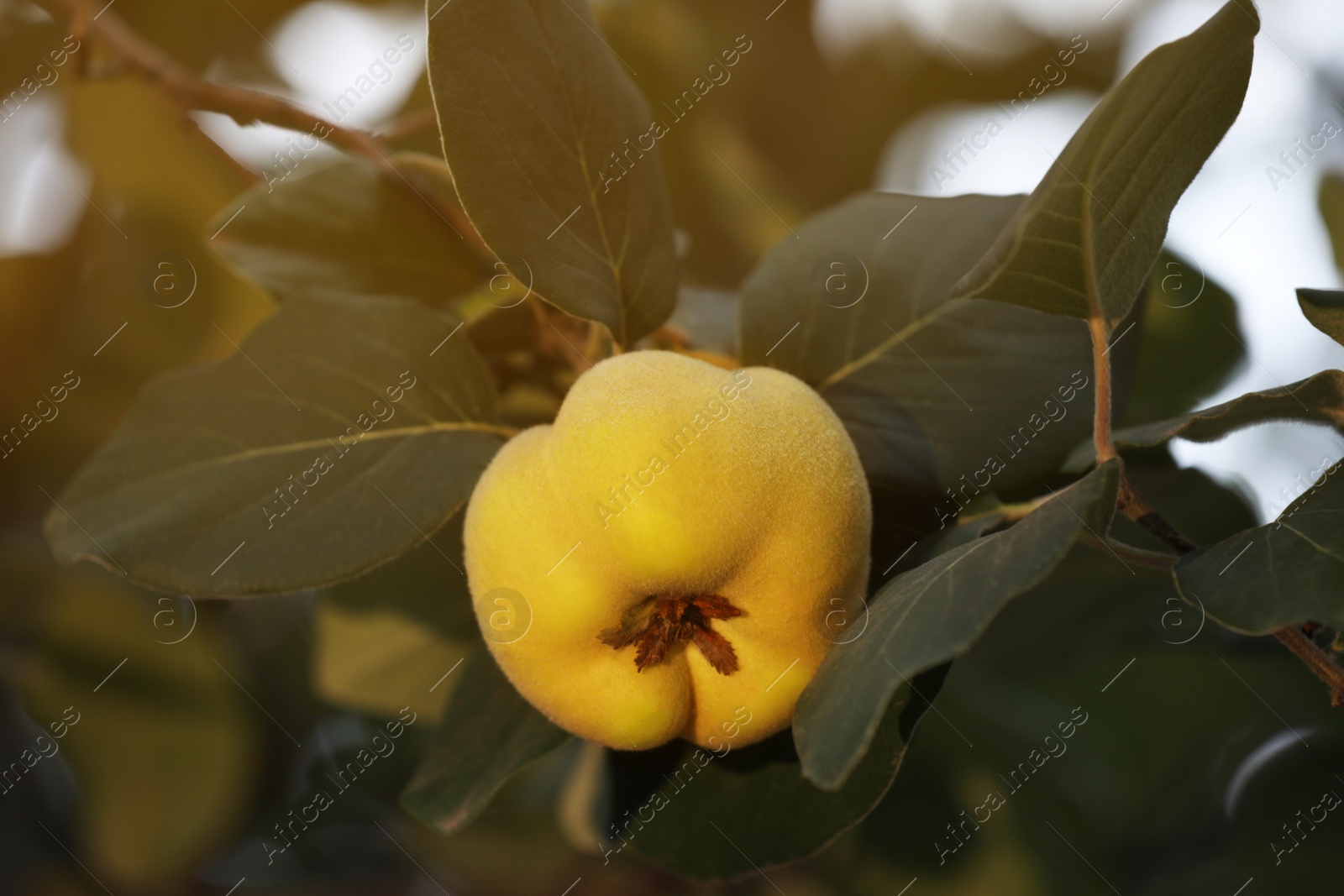 Photo of Quince tree branch with fruit outdoors, closeup