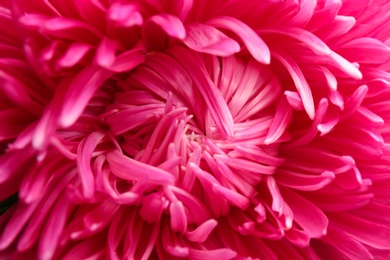 Beautiful pink aster as background, closeup. Autumn flower