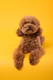 Photo of Cute Maltipoo dog on orange background. Lovely pet