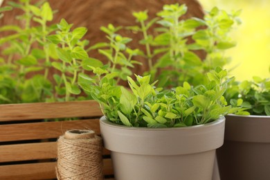 Photo of Aromatic potted oregano against blurred green background