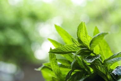 Photo of Beautiful mint with lush green leaves outdoors, closeup. Space for text