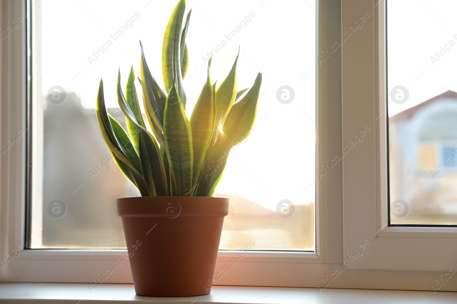 Photo of Potted Sansevieria plant on window sill at home. Space for text