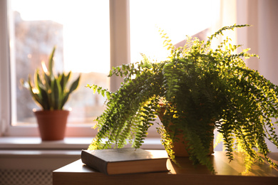 Photo of Fern plant and book on table at home