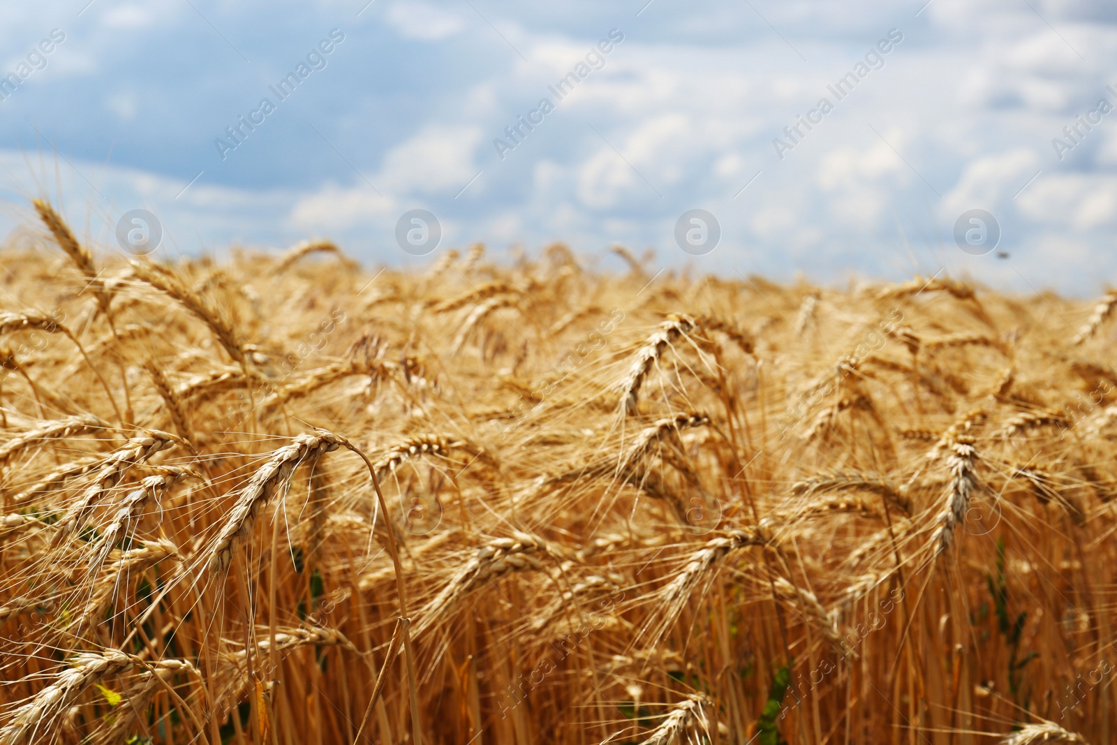 Photo of Ripe wheat spikes in agricultural field, closeup