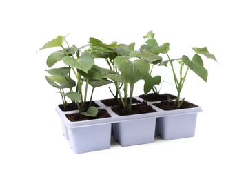 Photo of Seedlings growing in plastic container with soil isolated on white. Gardening season