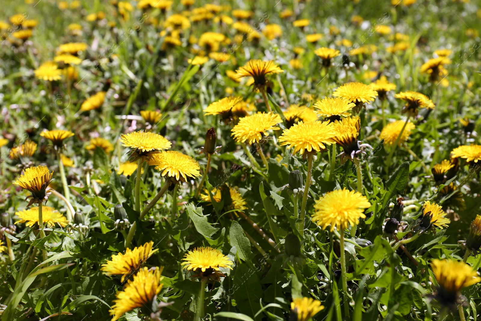 Photo of Beautiful blooming dandelions in green meadow, closeup