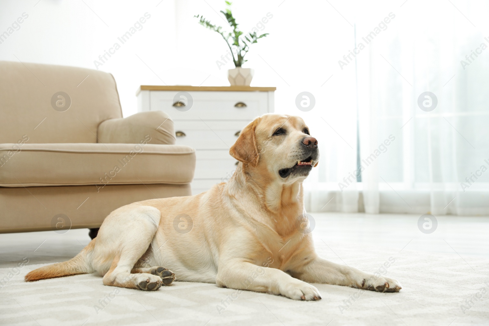 Photo of Yellow labrador retriever lying on floor indoors