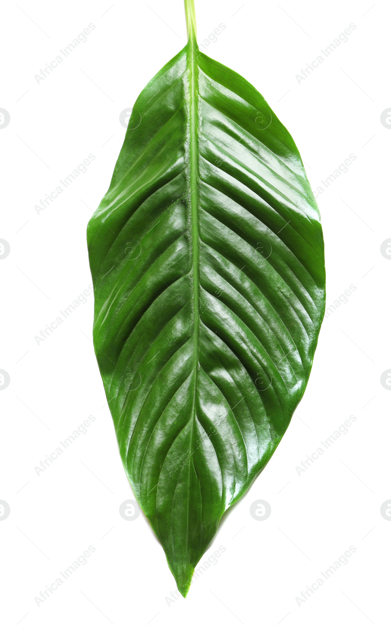 Photo of Beautiful tropical Spathiphyllum leaf on white background