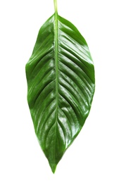 Beautiful tropical Spathiphyllum leaf on white background