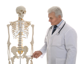 Senior orthopedist with human skeleton model on white background
