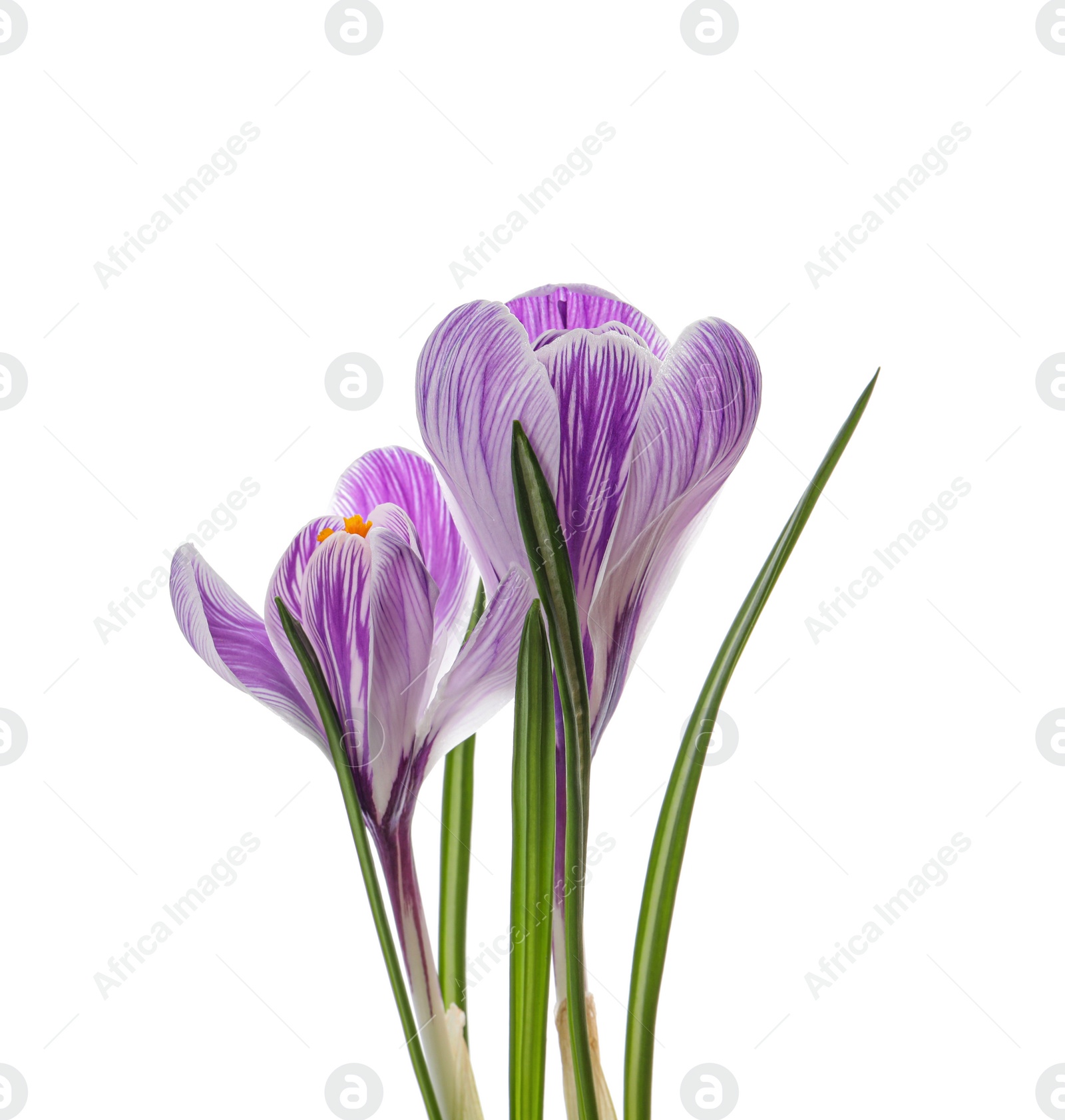 Photo of Beautiful fresh crocus flowers on white background