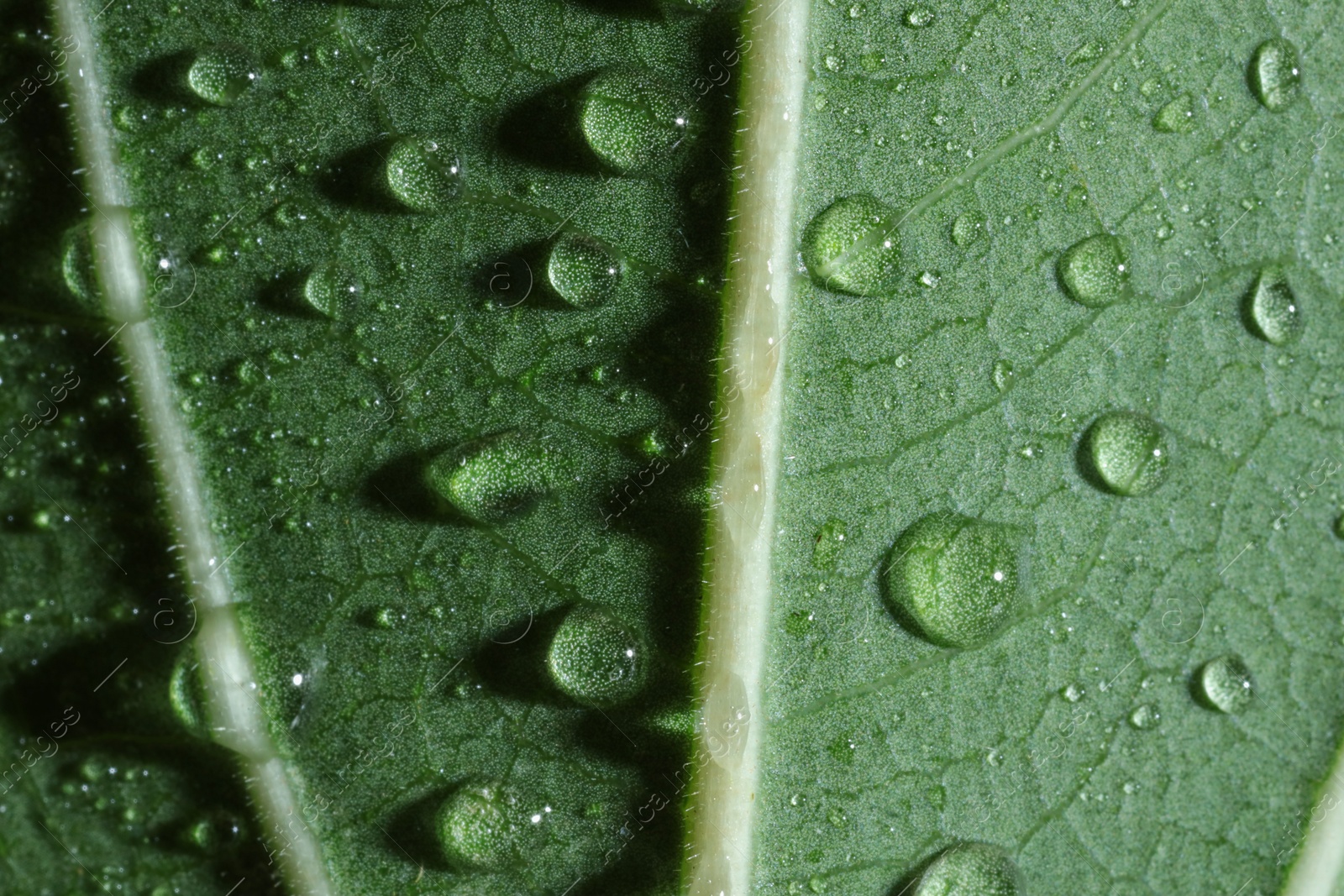 Photo of Macro photo of green leaf with water drops as background, top view