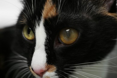 Photo of Cute cat with corneal opacity in eye on blurred background, closeup