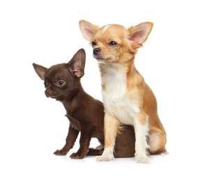 Cute small Chihuahua dogs on white background