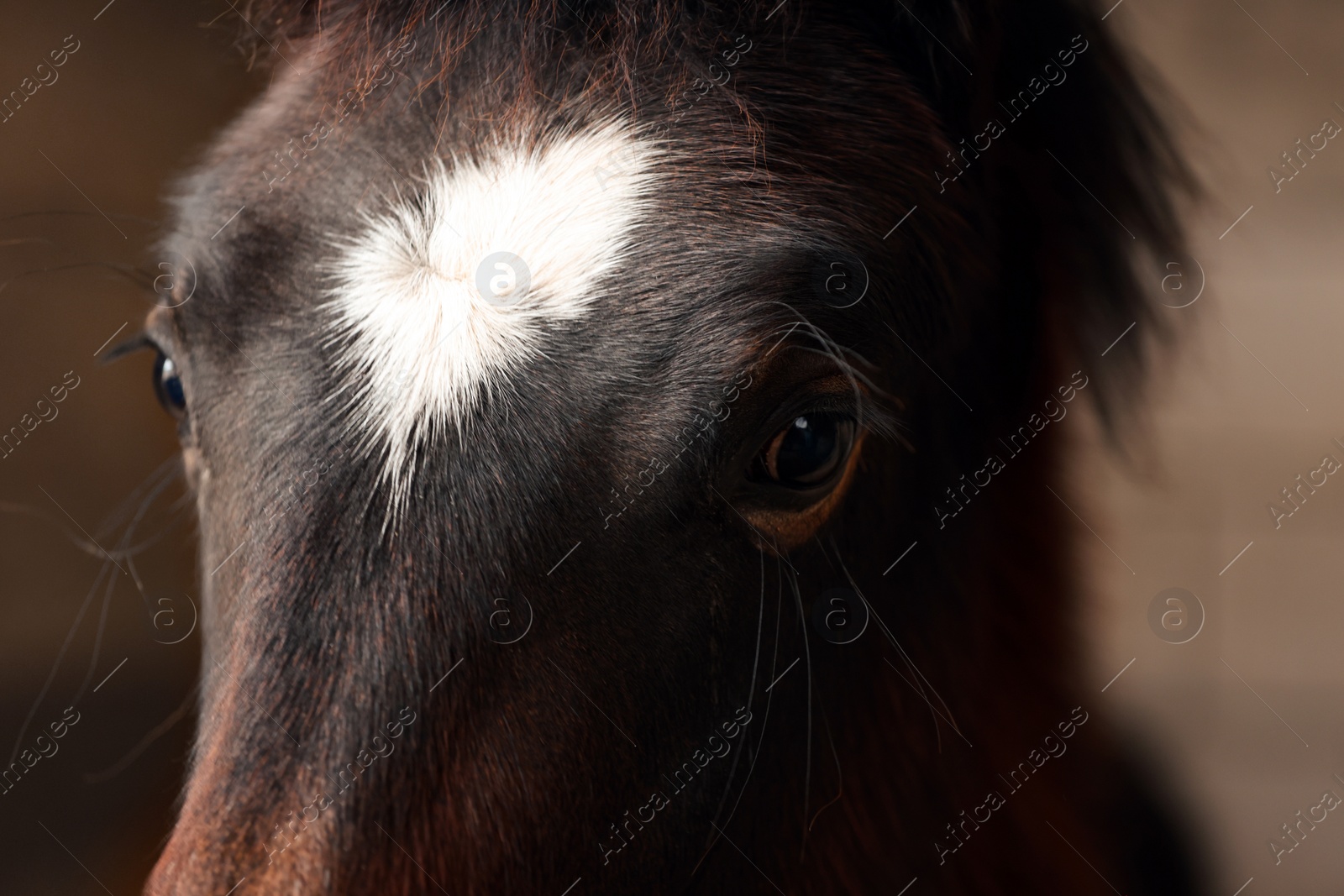 Photo of Adorable black horse on dark background, closeup. Lovely domesticated pet