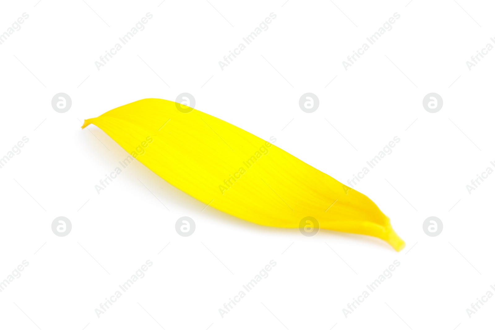 Photo of Fresh yellow sunflower petal isolated on white