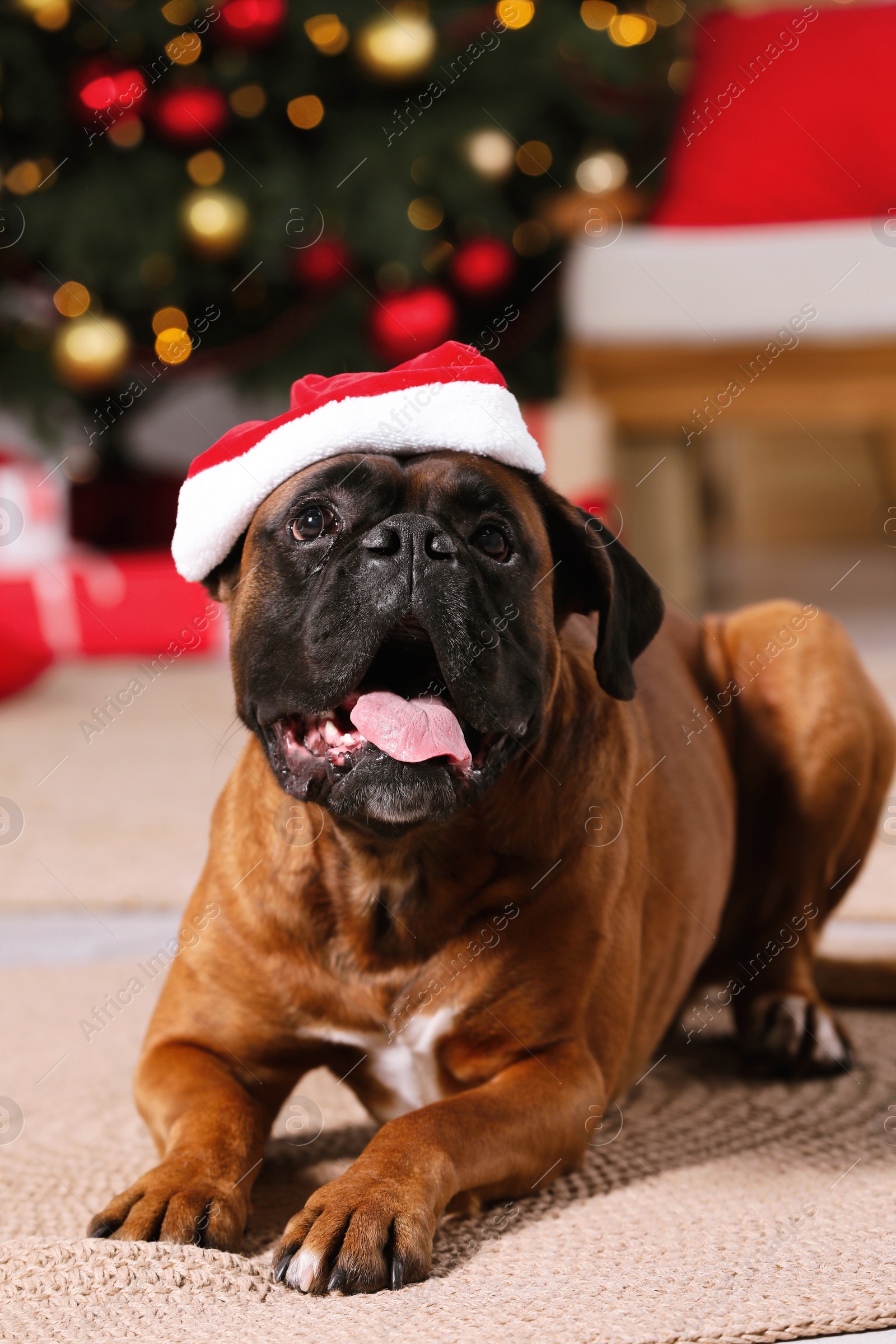 Photo of Cute dog wearing small Santa hat at home