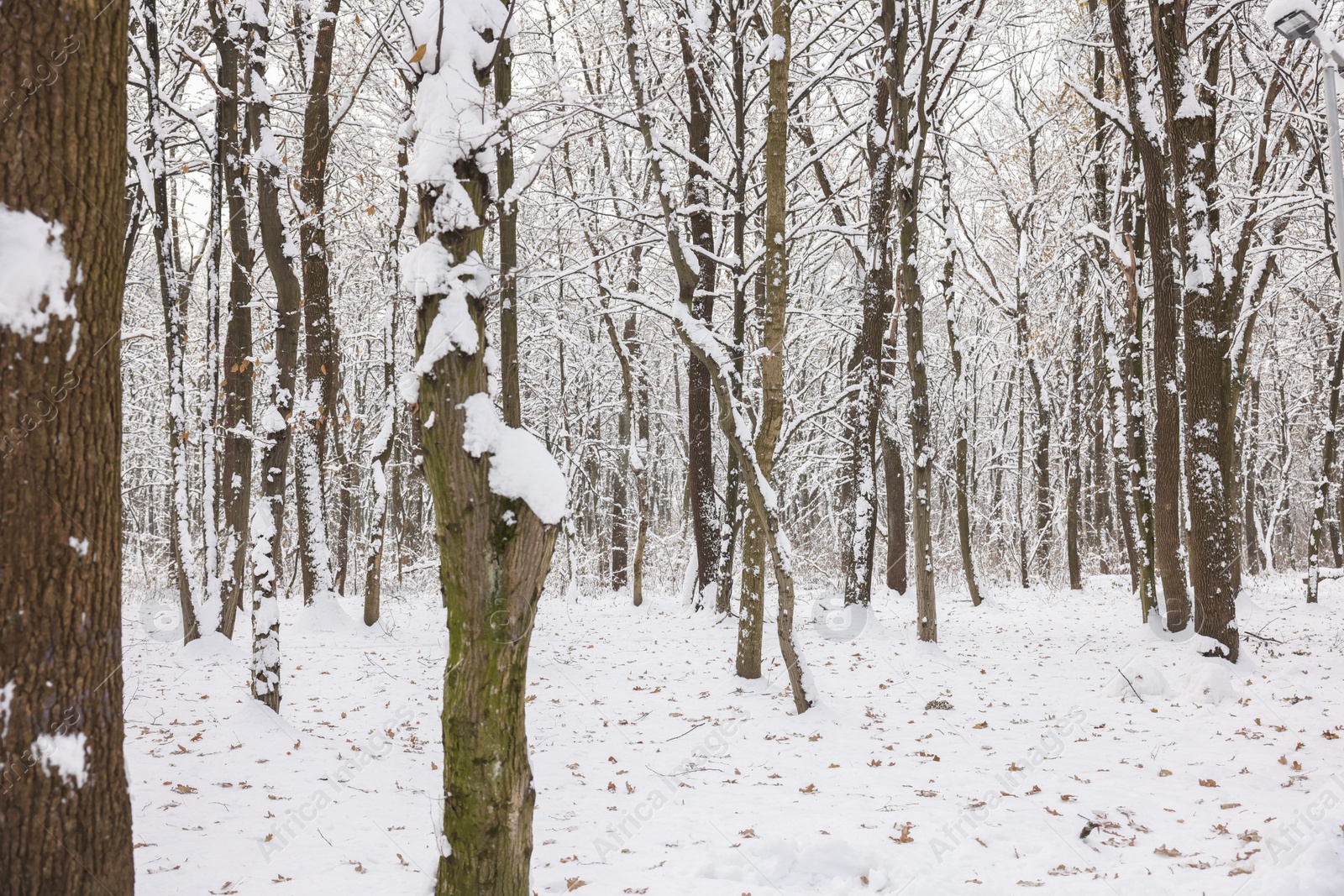 Photo of Trees covered with snow in winter park