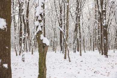 Photo of Trees covered with snow in winter park