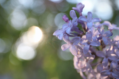 Photo of Closeup view of beautiful blossoming lilac shrub outdoors