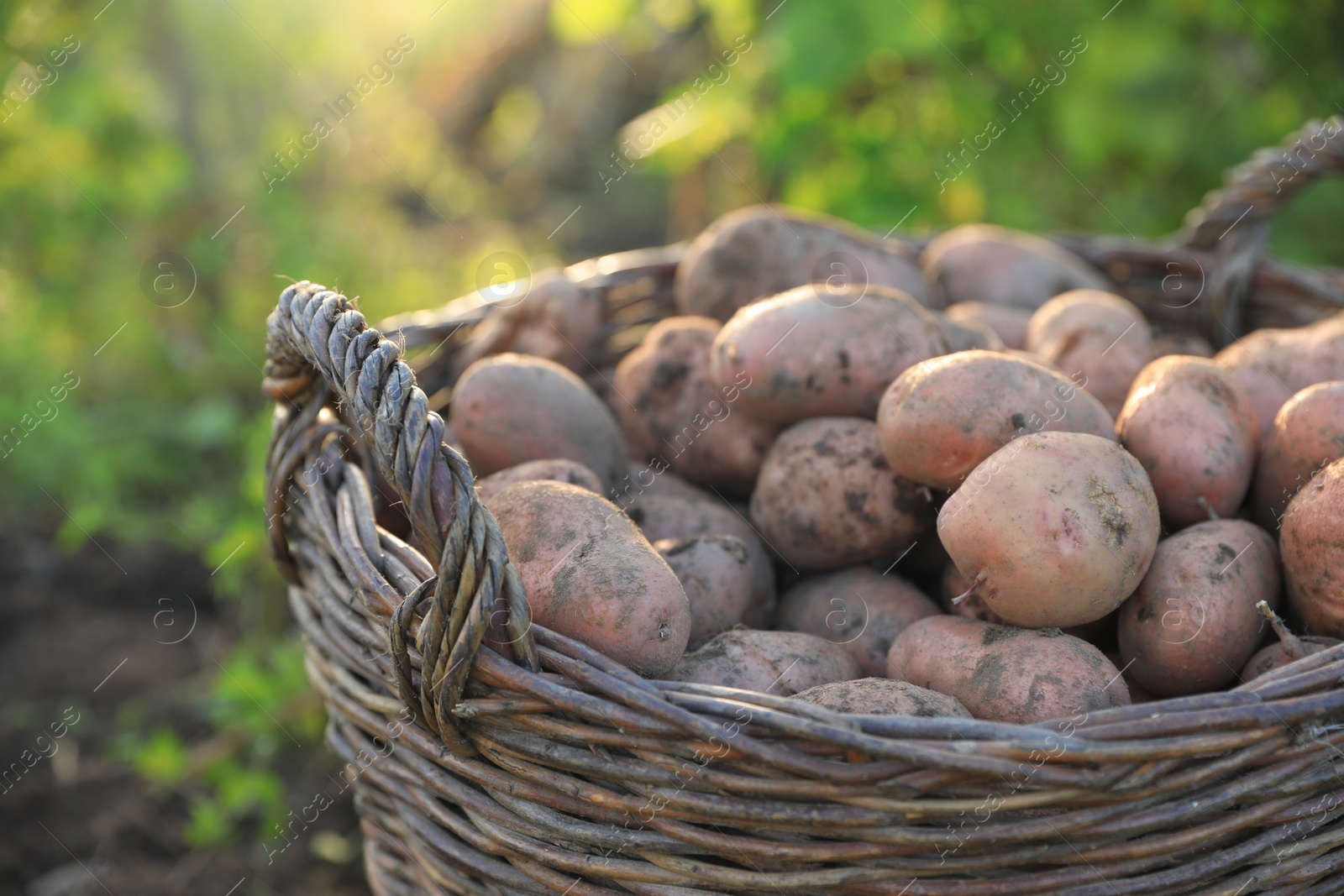 Photo of Fresh ripe potatoes in wicker basket outdoors, closeup