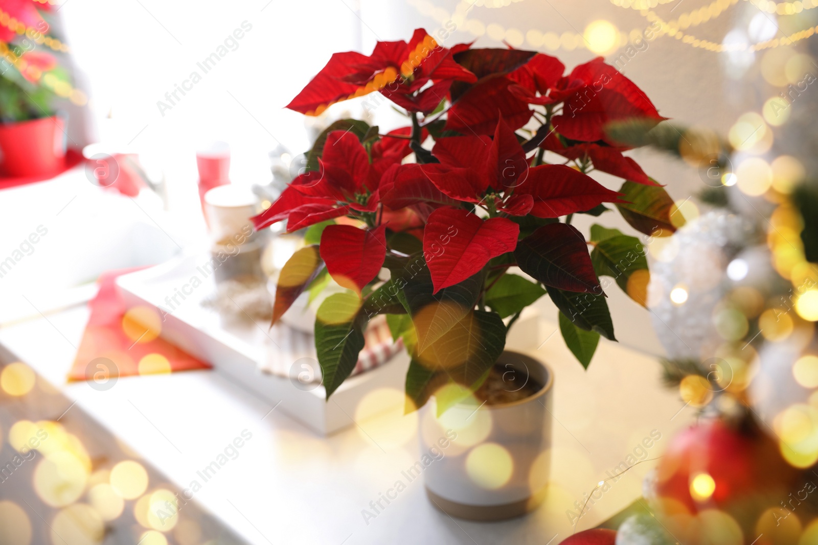 Image of Traditional Christmas poinsettia flower on white table, bokeh effect