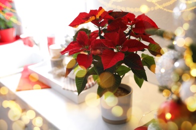 Traditional Christmas poinsettia flower on white table, bokeh effect