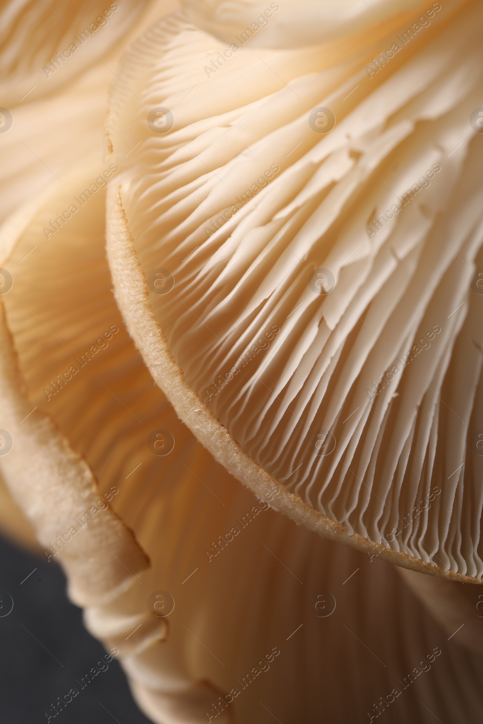 Photo of Macro view of fresh oyster mushrooms as background