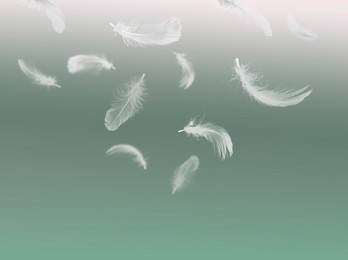 Image of Fluffy bird feathers falling on green background