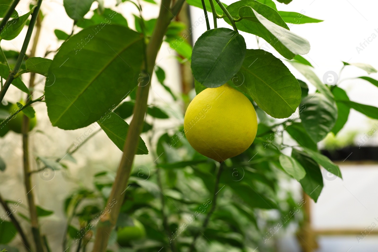 Photo of Lemon tree with ripe fruit in greenhouse