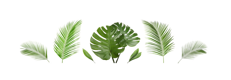 Image of Set of tropical leaves on white background. Banner design