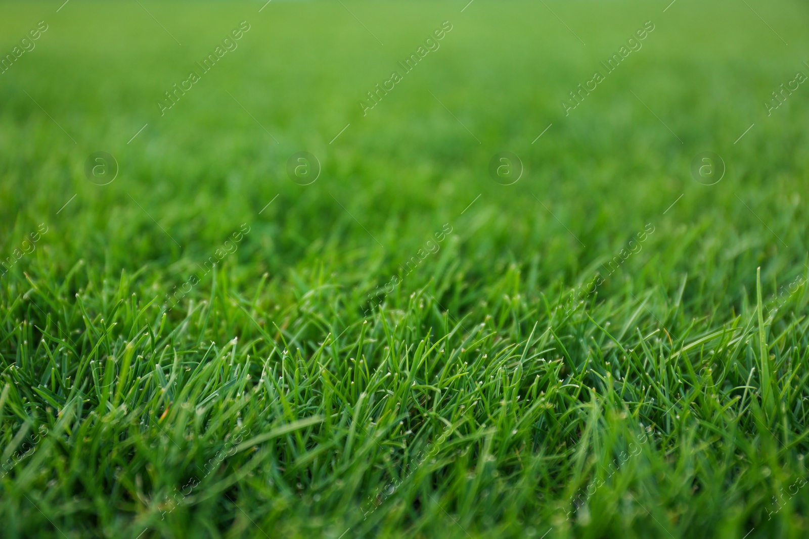 Photo of Green lawn with fresh grass as background