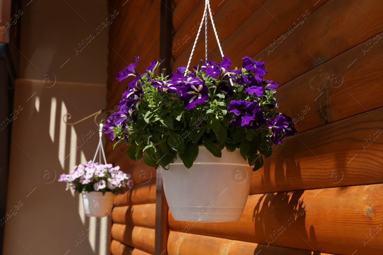 Photo of Beautiful purple flowers in hanging plant pot outdoors on sunny day