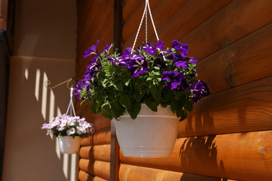 Beautiful purple flowers in hanging plant pot outdoors on sunny day