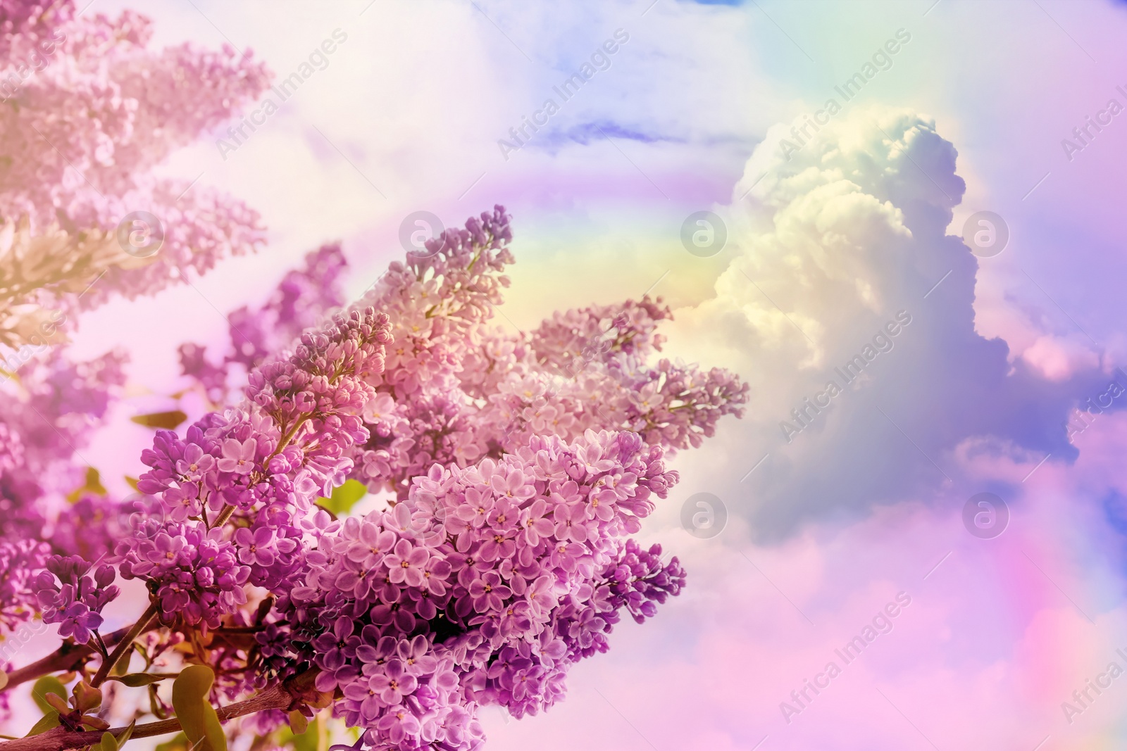 Image of Blossoming lilac and amazing sky with rainbow on background, toned in unicorn colors