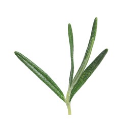 Sprig of fresh rosemary isolated on white