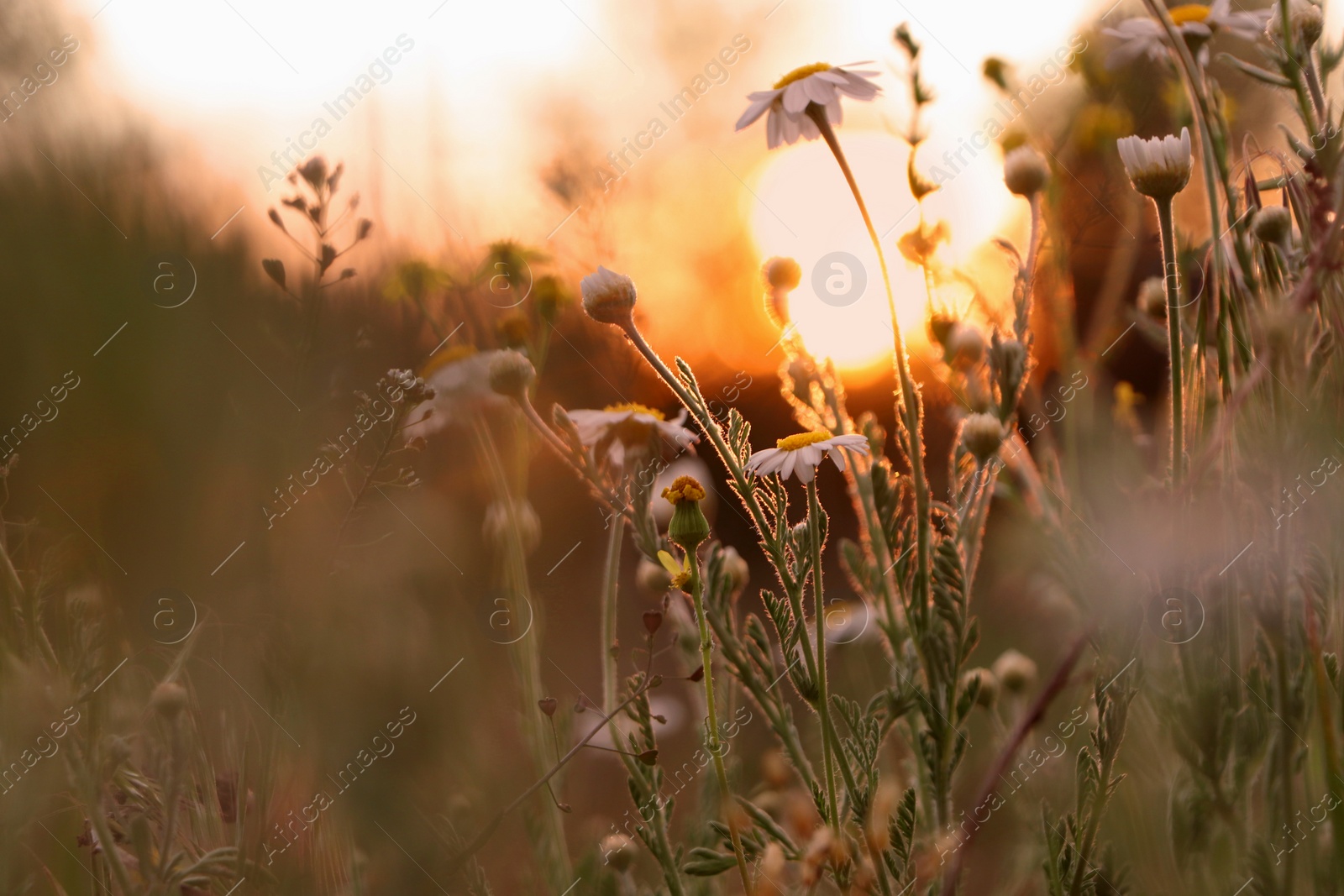 Photo of Beautiful wild flowers growing in spring meadow