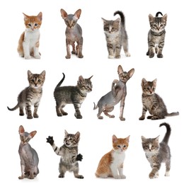 Different adorable kittens on white background, collage