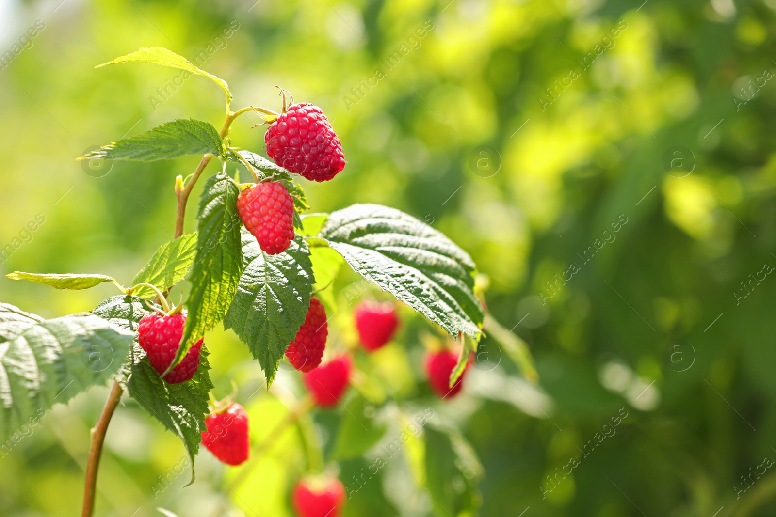 Photo of Red raspberries growing on bush outdoors, closeup. Space for text