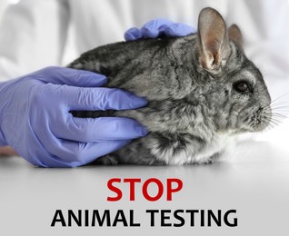 STOP ANIMAL TESTING. Scientist with chinchilla at white table, closeup