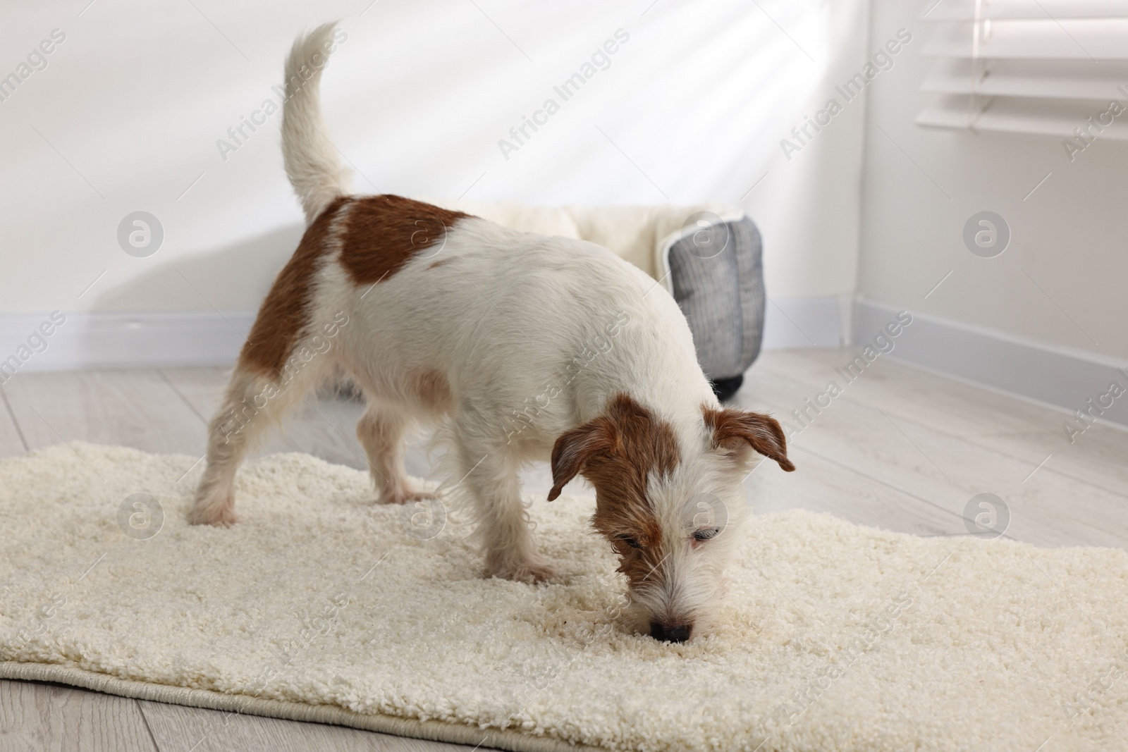 Photo of Cute dog near wet spot on rug indoors