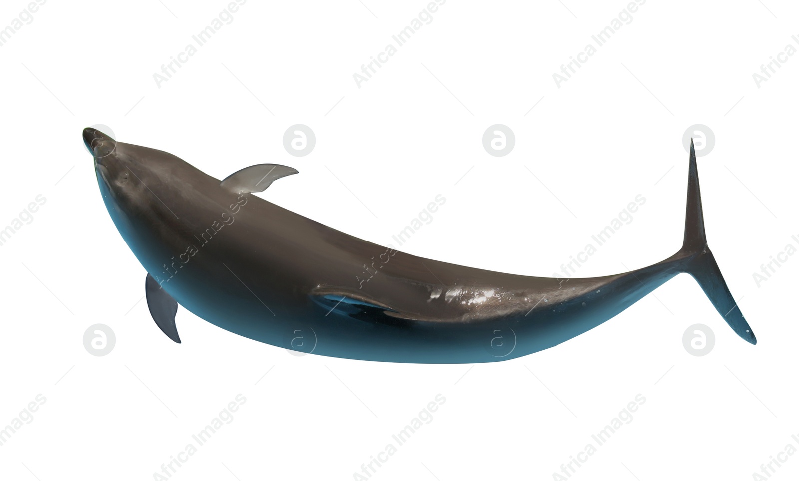 Image of Beautiful grey bottlenose dolphin on white background