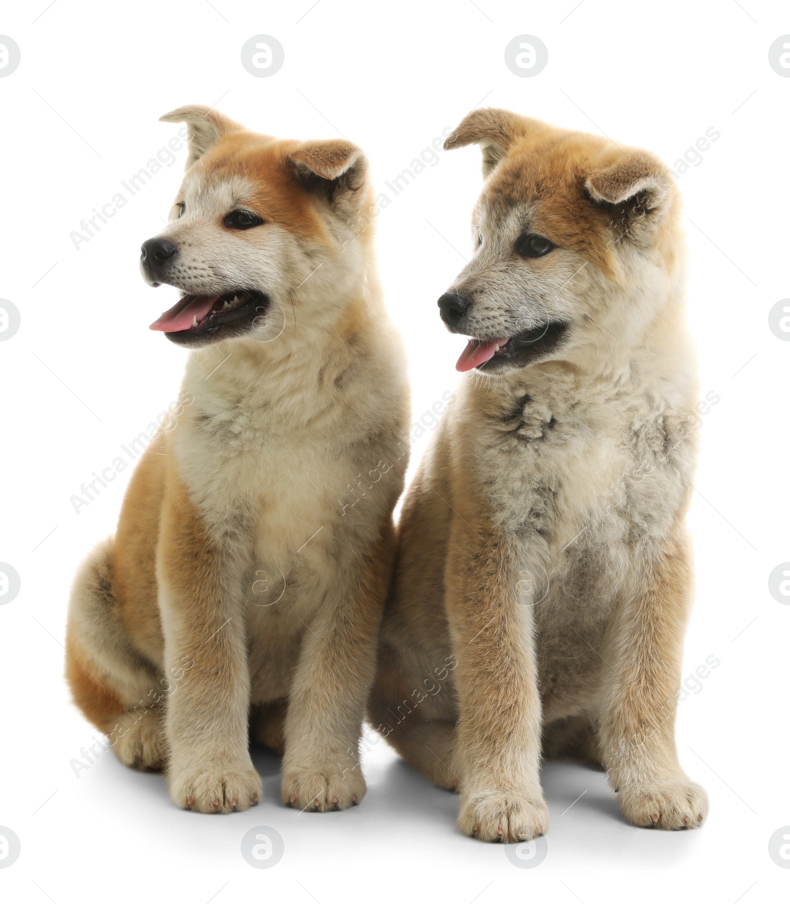 Photo of Cute akita inu puppies isolated on white