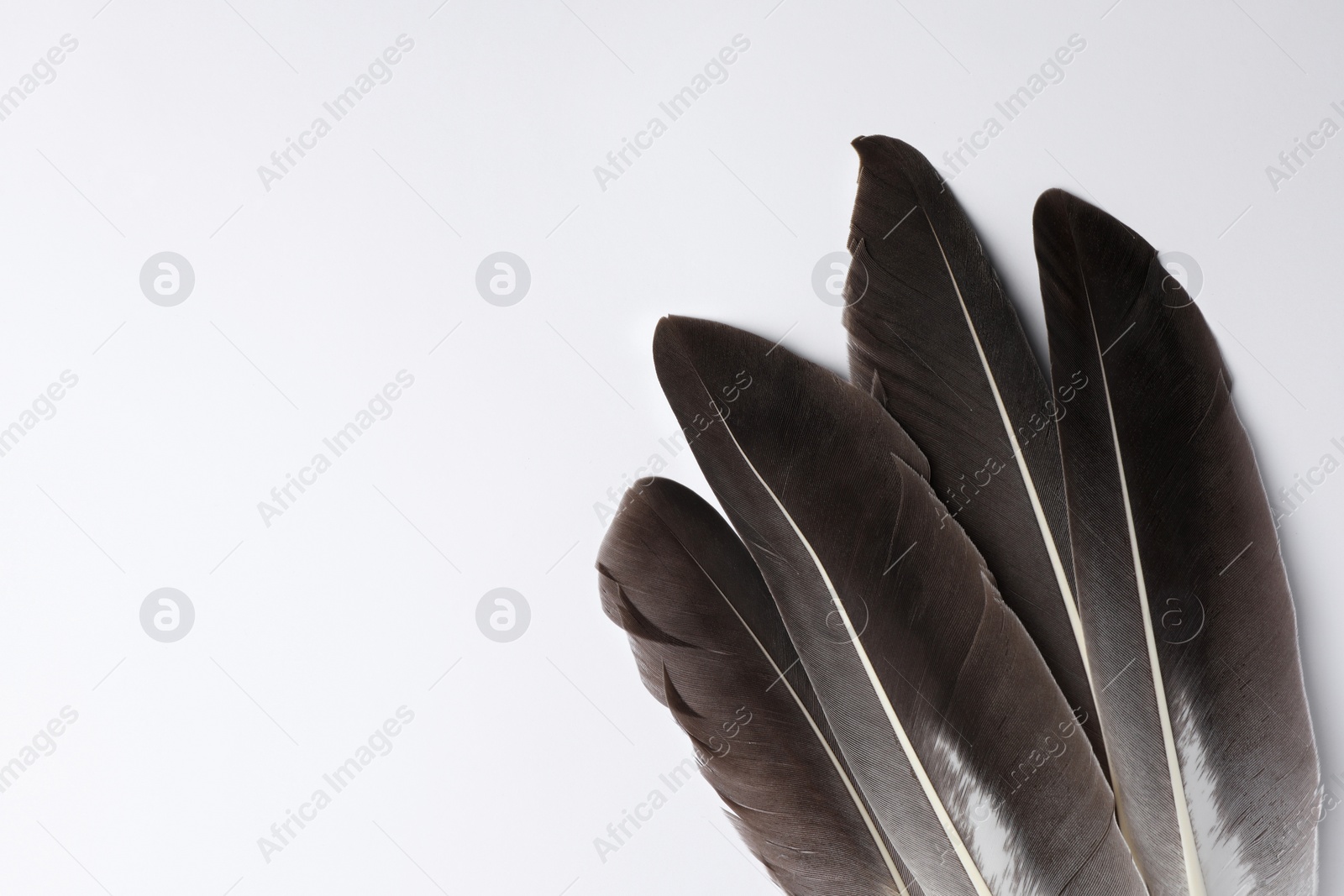 Photo of Many beautiful bird feathers on white background, flat lay. Space for text